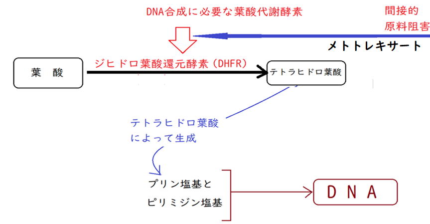 抗がん剤 代謝拮抗薬 岡山津山漢方堂資料 5-TS-1 UFT メソトレキサート